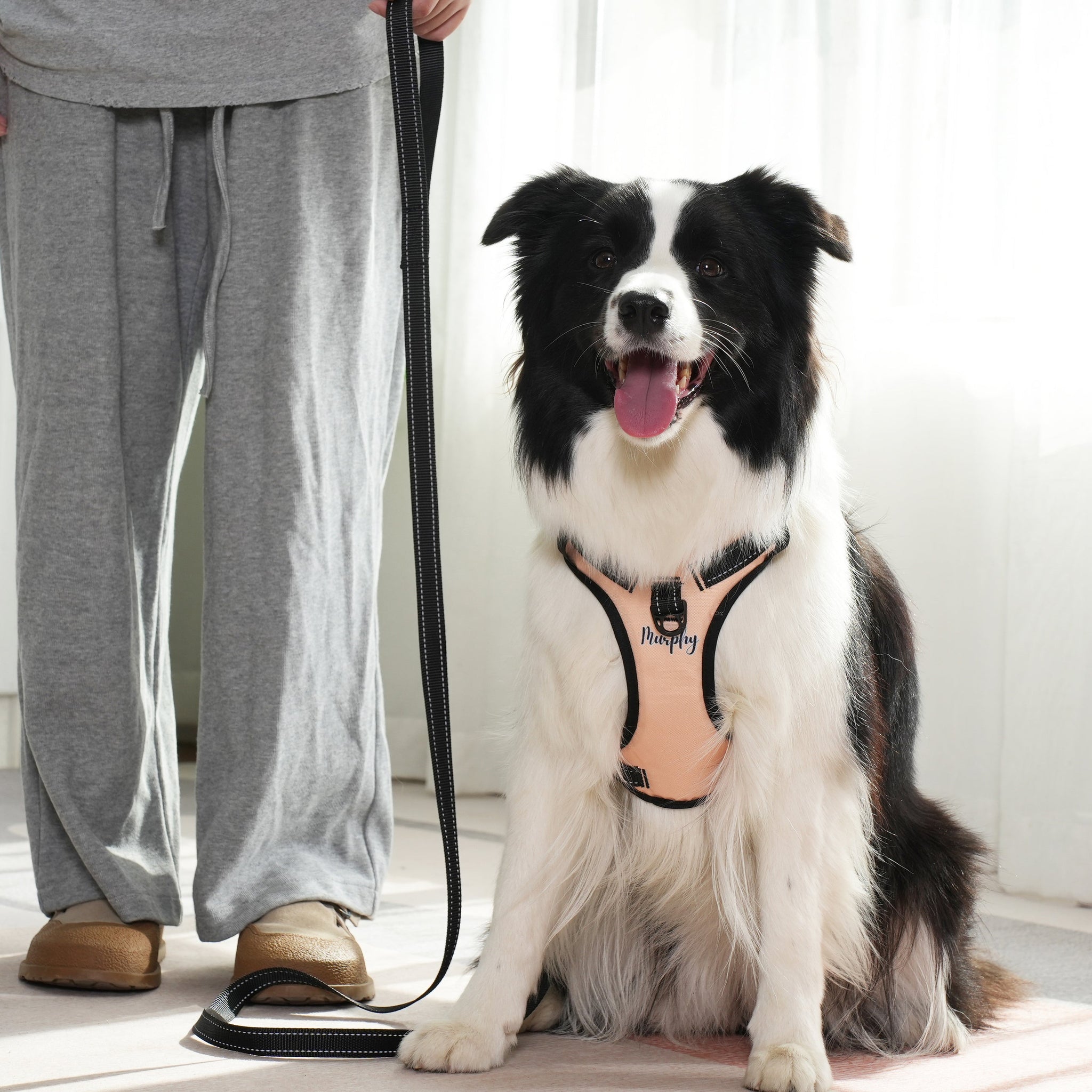 Dog Harness